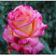 RÓŻA wielkokwiatowa różowo biała - sadzonki 20 / 30 cm